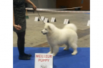 Meilleur Puppy Metz 2015