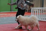 RCACIB Femelle Montluçon 2016