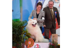 Meilleur de Race Paris Dog Show 2018