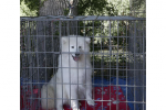 Meilleur Puppy Romorantin 2015